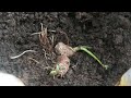 ചെറുചേമ്പ്(കണ്ണൻ ചേമ്പ്) ഗ്രോബാഗിലും ചാക്കിലും കൃഷി ചെയ്യണ്ട വിധം  | Colocasia farming | Malayalam