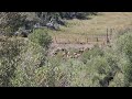 HUGE elk herd in WYOMING