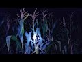 Irigasi tanaman jagung memasuki musim kemarau di malam hari