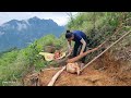 Journey to find wild ginseng to sell and assemble houses for customers | Dang Thi Mui