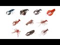 🦞 Types of Lobsters | 10 Lobster Species #lobsters  #lobster