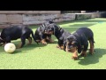 Black & Tan Coonhound puppies