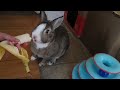 Rabbit eating a banana