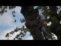 Cutting down trees BIG branches over buildings