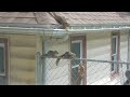 Three baby squirrels on a fence