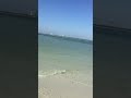 Dolphin Pod -  Fort Myers Beach, Florida