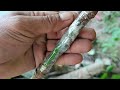 Super easy mango tree grafting for beginners, Best natural banana hormone