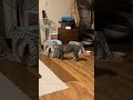 無言で遊ぶ猫( cat playing silently )