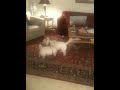 Westie wrestle