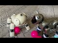 Aibo ERS-311 and 210 Want The Ball