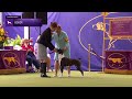 Boxers | Breed Judging 2024