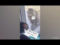The Most Over DRAMATIC CATS Ever! 😂 Funny Cat Videos of 2024 😹