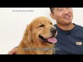 They'd do anything for you | Dog Encyclopedia Golden Retriever