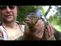 Large bream fishing