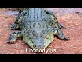 The Evolution of the Crocodile