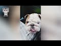 Brave' Dogs Reaction When Realize He's Going To The Vet 🤣 Funny Dog Reaction