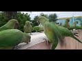 Green Parakeet Feeding day 317