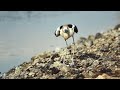 American Avocet injury display