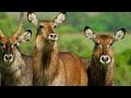 Creatures of the Grasslands | Hostile Planet | Full Episode | S1-E2 | National Geographic