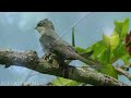 Birds of the Jungle - Forest Singers | Jungle Edition | 4K Scenic Cinema With Nature Sounds