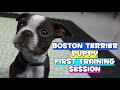 Boston Terrier Puppy FIRST TRAINING SESSION
