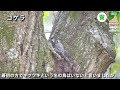 【解説】日本の野鳥100+　～動画で観る野鳥図鑑～
