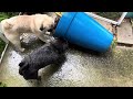 Pugs - Beryl - Tornado Sirens