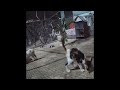 😅🤣 Funniest Dogs and Cats 🐈🙀 Best Funny Animals 2024 #14