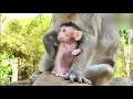 Mother Monkey Protects Baby