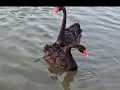 swan lake dubai