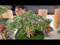 Quan Lê 8/8 #0976129153 bán bonsai để bàn đa dạng Mai Trà Quế Châu Sam Trang Me Ổi Sanh Thăng