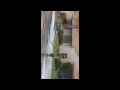 Lightning strike hits neighbor's Palm tree - 2015 08 13