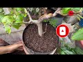 การสร้างต้นไกร, บอนไซต้นไกร, Ficus superba, #เรื่องเล่าบอนไซ #bonsaistory