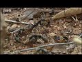 Termite World | Life In The Undergrowth | BBC