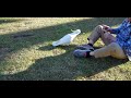 Chaos on the Streets: Hilarious Encounter with Wild Cockatoos and Shoe-playing Shenanigans!