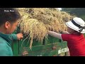 Use Truck To Transport Rice During Harvest - Taking care of animals on the farm | Daily Farm