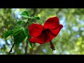 How to Prune and Maintain Tropical Hibiscus