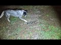 Blue heeler & snake