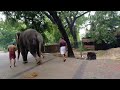 ആനയുടെ നടത്തം /elephant camp Guruvayoor punnathurkotta