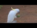 The culprit who munched my limes is the funny cockatoo bird.