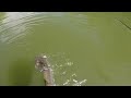 INSANE Day Fishing Florida Flats - Live Croakers and River Monsters