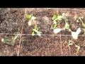 Brown Thumb Square foot Gardening