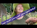 هل البطاطا الحلوه لااطالة العمر ومرض السكر  ما الذي اثبته العلم Benefits  Sweet Potato|#فوائد