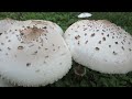 Poisonous Mushrooms growing in the yard!  Chlrophyllum Molybdites