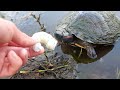 Turtle Love Shrimp!