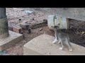 Rescue Two Stray Cats In The Dirty Pond - Two kittens Adopted Video