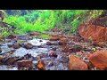 FOREST SOUNDS, BIRDS CHIRPING, BABBLING BROOK, RELAXING NATURE SOUNDS, ASMR