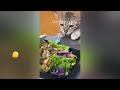 Funny Dogs And Cats Videos 2023 🤤 - Best Funniest Animal Videos Of The Month #32