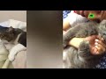 PROOF THAT CATS ARE THE BEST!!! - Cats That Like Hugs Compilation