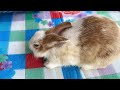 Daily life of my rabbit | cute animals.